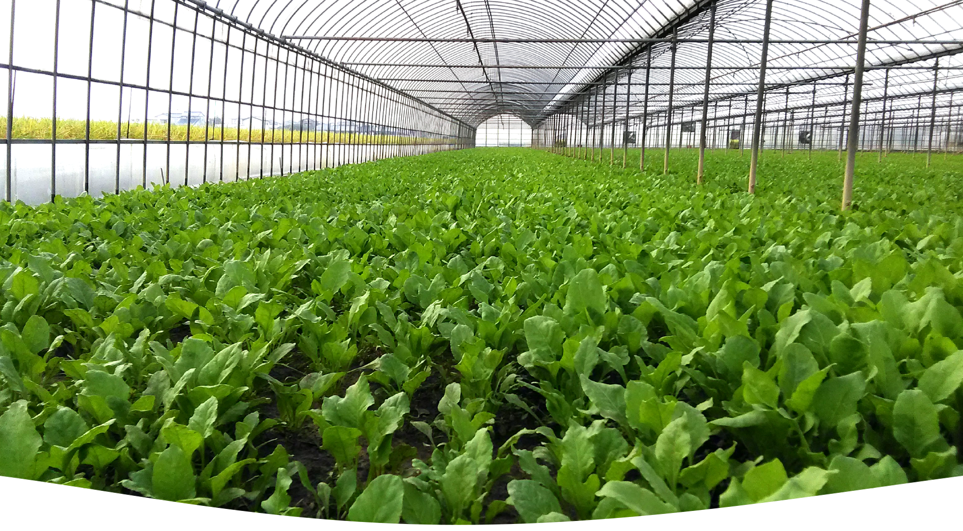 「生産から販売まで」をコンセプトに生産者様の農業の未来を応援します